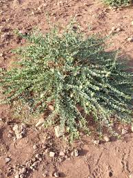 Image result for Andrachne