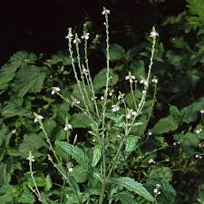 Image result for Verbena officinalis