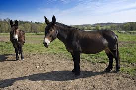 94,687 likes · 485 talking about this. Asinerie Du Baudet Du Poitou Picture Of Asinerie Du Baudet Du Poitou Dampierre Sur Boutonne Tripadvisor