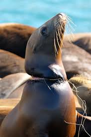 Garbage From Humans In The Oceans Is Wreaking Havoc On Its Wildlife Animals Ocean Conservation Pollution