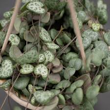 Image result for Ceropegia achtenii
