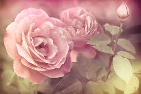 Maybe you would like to learn more about one of these? Rose Flower Meaning Flower Meaning