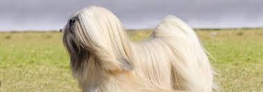 Lhasa Apso Dog Breed Facts And Personality Traits Hill S Pet