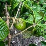 Image result for Vitex doniana