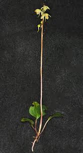 Image result for Cola chlorantha