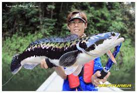 The northern snakehead fish or channa argus in scientific terms, are just interesting creatures of which really worth learning about. Fishing In Royal Belum State Park Temenggor Lake X Venturer Your Adventures Start Here
