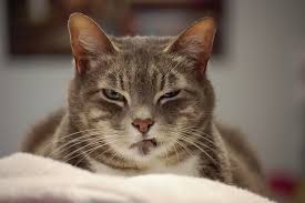 Image result for angry cat