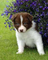 Such A Cutie Pie Boarder Collie Puppy Collie Puppies Border Collie Puppies