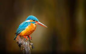 Blue Bird With Orange Wings Common Kingfisher Orange Blue Bird River Bentota In Sri Lanka Desktop Hd Wallpapers For In 2020 Hd Wallpapers For Mobile Wallpapers For Mobile Phones Common Kingfisher