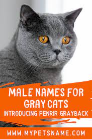 Blade (one of the coolest names for a grey cat!) Male Names For Gray Cats Grey Cat Names Boy Cat Names Male Pet Names