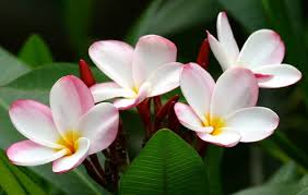Hawaiian leis wedding flowers exotic hawaii lei gifts from hawaii hawaiian flowers flower delivery wedding lei orchid plants fresh flowers hawaiian leis. Exotic Hawaiian Flowers As House Plants
