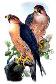 Barbary Falcon Falco Pelegrinoides By John Gould Jogo14224 Barbary Bird Artwork Bird Prints
