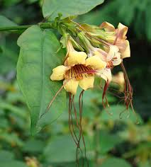 Names of strophanthus hispidus in various languages of the world are also given. Strophanthus Preussii Wikipedia