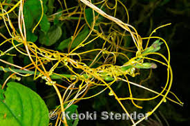 Image result for Cuscuta australis