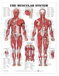 The free science images and photos are perfect learning tools, great for adding to science projects and provide lots of interesting information you may have not known about the human body. Anatomy Chart Muscular System