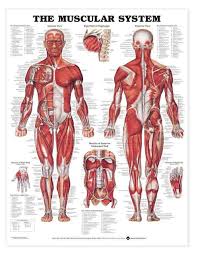 Every effort was made to make sure this is anatomically correct as possible. Anatomy Chart Muscular System