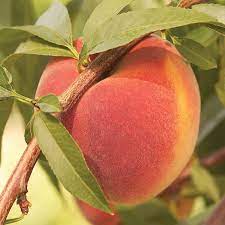 Contender peach trees produce large, juicy, sweet fruit. Contender Peach Tree Gurney S Seed Nursery Co