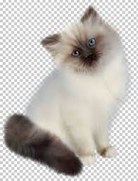 Persian Cat Ragdoll Siamese Cat Birman Kitten Png Animal Animals Asian Semi Longhair Balinese Bengal Cat Birman Kittens Cats Persian Cat