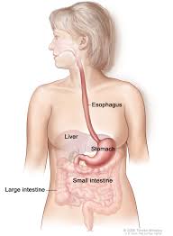 Any lump, enlargement, hardness, pain, or tenderness should be evaluated by a doctor as soon as possible. Stomach Gastric Cancer Screening Mhealth Org