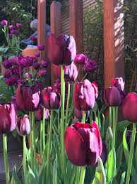 Queen Of Night Tulips In My Garden Photo By Jo Anne Foxcroft Private Garden Design Garden Design Commercial Landscaping