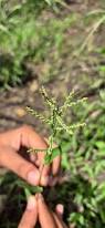 Image result for Urochloa reptans