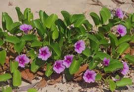 Image result for Ipomoea pes-caprae