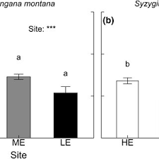 Image result for Harungana montana