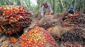 Sebaiknya membuat jarak dan pola tanam yang. Petani Sawit Dukung Penyelesaian Ruu Cipta Kerja Gimni