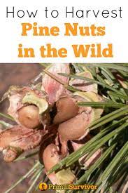 How To Harvest Your Own Pine Nuts In The Wild Primal Survivor Wild Food Survival Food Wild Food Foraging