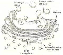 The golgi will use a xylose link to polymerize the glycosaminoglycans onto proteins to form proteoglycan. Chapter 2 The Fundamental Unit Of Life Cell P S Verma And V K Agarwal Solutions For Class 9 Biology Cbse Topperlearning