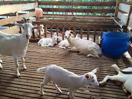 Informasi terkait harga hewan qurban 2020 menjadi sangat penting untuk dikulik, berikut harga sapi, kambing, dan domba di beberapa wilayah di indonesia. Harga Pakej Kambing Aqiqah Kambing Golek Bbq 2018