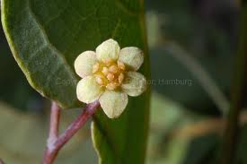 Image result for Synandrodaphne