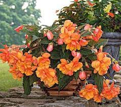 Pin On Plants You Won T Find Locally