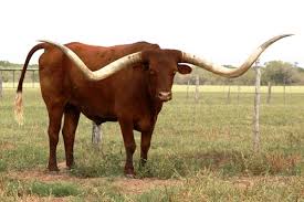 40 Pictures Of Bulls With Really Big Horns Tail And Fur Animals With Horns Animals Wild Animals Beautiful