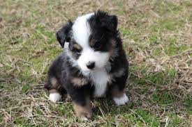 These mini australian shepherd puppies are typically easy going and love to be with their family. Mini Australian Shepherds Have Gotten Very Very Popular Vox