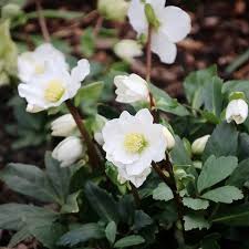 Die Christrosen Bluhen Unermudlich Wahrend Die Ersten Fruhbluher Sich Zaghaft Ans Licht Wagen Ganz Langsam Wandelt Sich Der Garten Wieder Und Plants Instagram