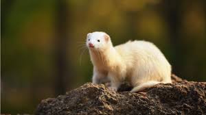 Dibujos animales imágenes y fotos de stock. Y Si Los Animales Salvajes Se Contagiaran De Coronavirus