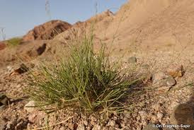 Image result for Kohautia caespitosa