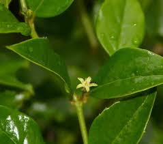 Image result for Cassinopsis ilicifolia