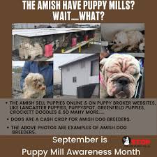 Petland has been involved in numerous lawsuits over selling sick puppies. Stop Online Puppy Mills Yes The Amish Have Puppy Mills They Are High Volume Breeders Too They Breed The Mother And Father Dogs For Profit For The Money Most Are Usda