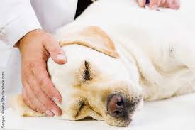 Bei einem jungen, gesunden hund, bei dem nicht mit diversen verwachsungen oder so zu rechnen warum willst du denn kastrieren lassen? Hund Kastrieren Canes Sani