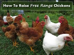 How To Raise Free Range Chickens Free Range Chickens Chickens Free Range
