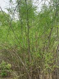 Image result for Oxytenanthera abyssinica