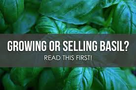 Trueleafmarket.com has been visited by 10k+ users in the past month Growing Hydroponic Basil Read This First Upstart University