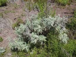 Image result for Grona afra