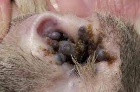 Feline Ceruminous Cystomatosis Veterinary News Views Discussions