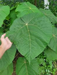 Image result for Macaranga schweinfurthii