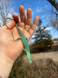 Image result for Daknopholis