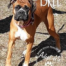 Boxer puppies for sale near michigan from certified breeders | good dog find a boxer breeder in michigan good dog thoroughly vets every breeder to ensure they use responsible breeding practices for boxers. Adopted Pets At Boxer Haven Rescue In Waterford Michigan