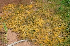 Image result for Cuscuta australis